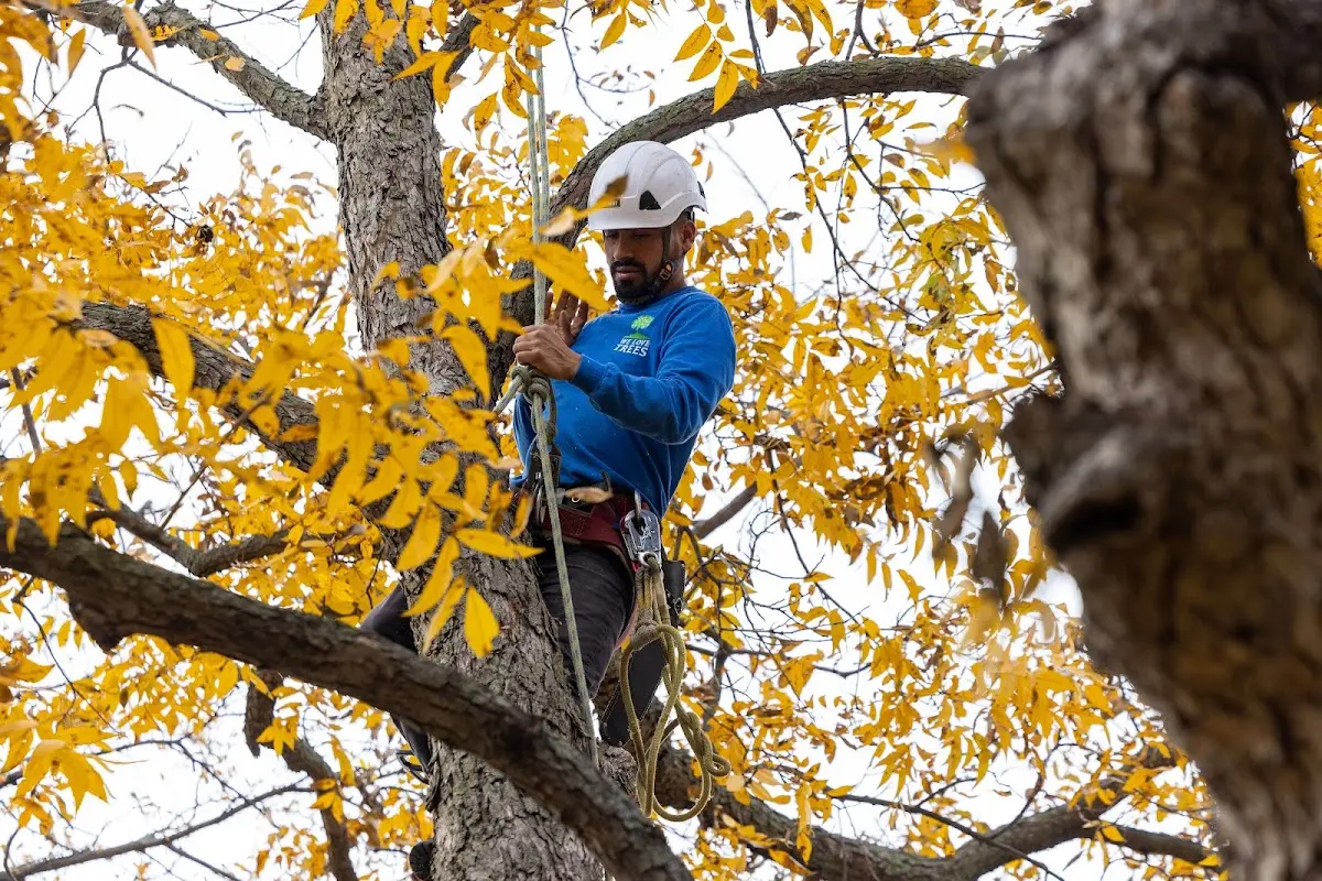 Skilled Tree Planing crew working in Pekin