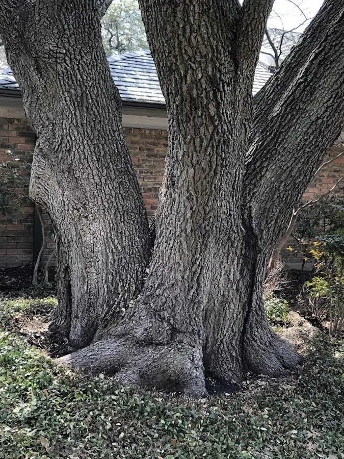 Mature heritage tree close to a Pekin property cared for by certified arborists